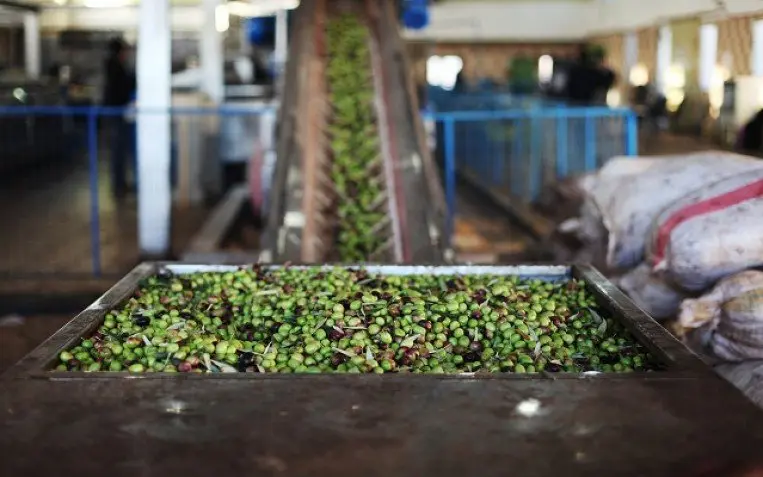 وسط دعوات لتأخير عمليات جني الزيتون..   أسعار القبول المنخفضة تضعف عمليات تقدم التجميع